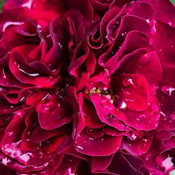 Rosen Online Gärtnerei - virágágyi floribunda rózsa - diszkrét illatú rózsa - Christian Tetedoie - vörös - (120-130 cm)