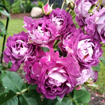 Középlila, belső oldalon enyhén bíbor árnyalattal, külső oldalon ezüstösen fehéres tónussal. - virágágyi floribunda rózsa - erőteljes, hosszan tartó illatú rózsa - klasszikusan rózsás karakterű