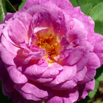Online rózsa vásárlás - lila  - fehér - erőteljes, hosszan tartó illatú rózsa - Huddersfield Choral Society - virágágyi floribunda rózsa - (95-125 cm)