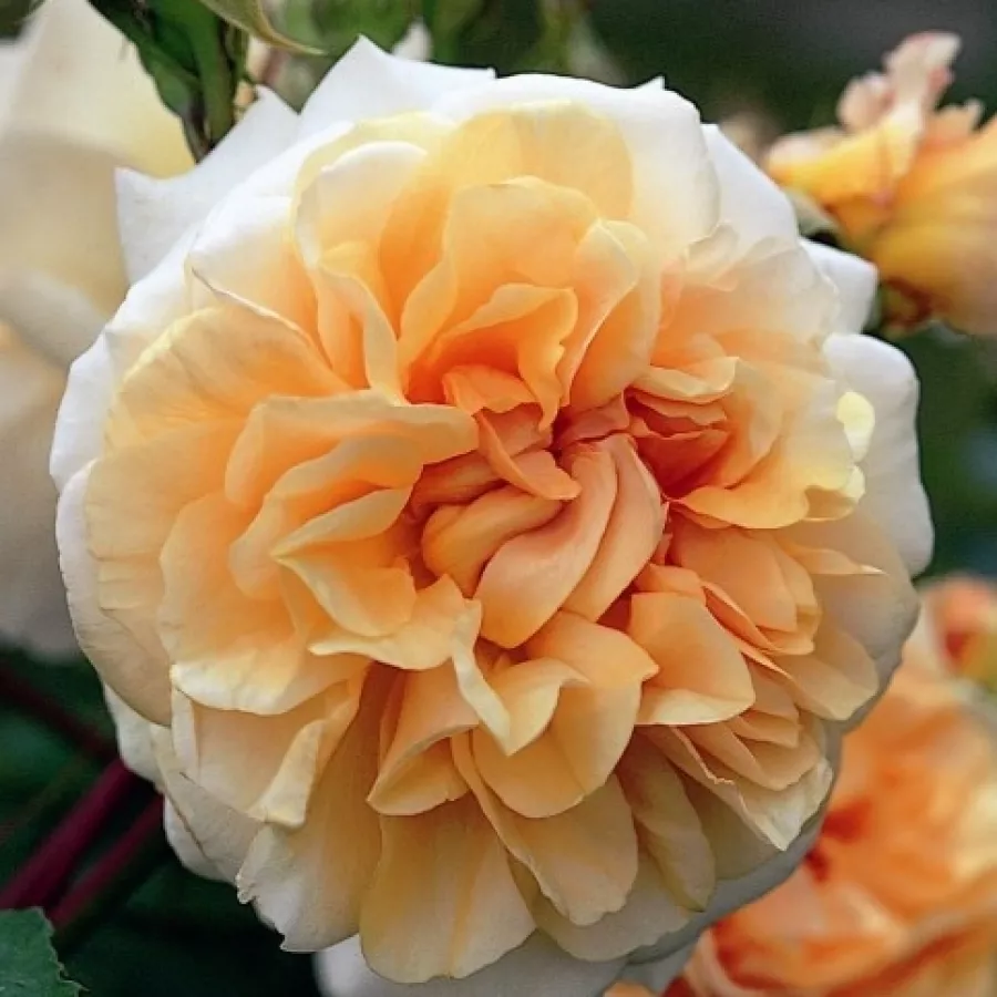 Róża o intensywnym zapachu - Róża - Ausmoon - sadzonki róż sklep internetowy - online