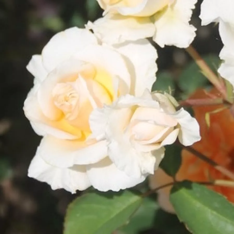 Róża angielska - Róża - Ausmoon - sadzonki róż sklep internetowy - online