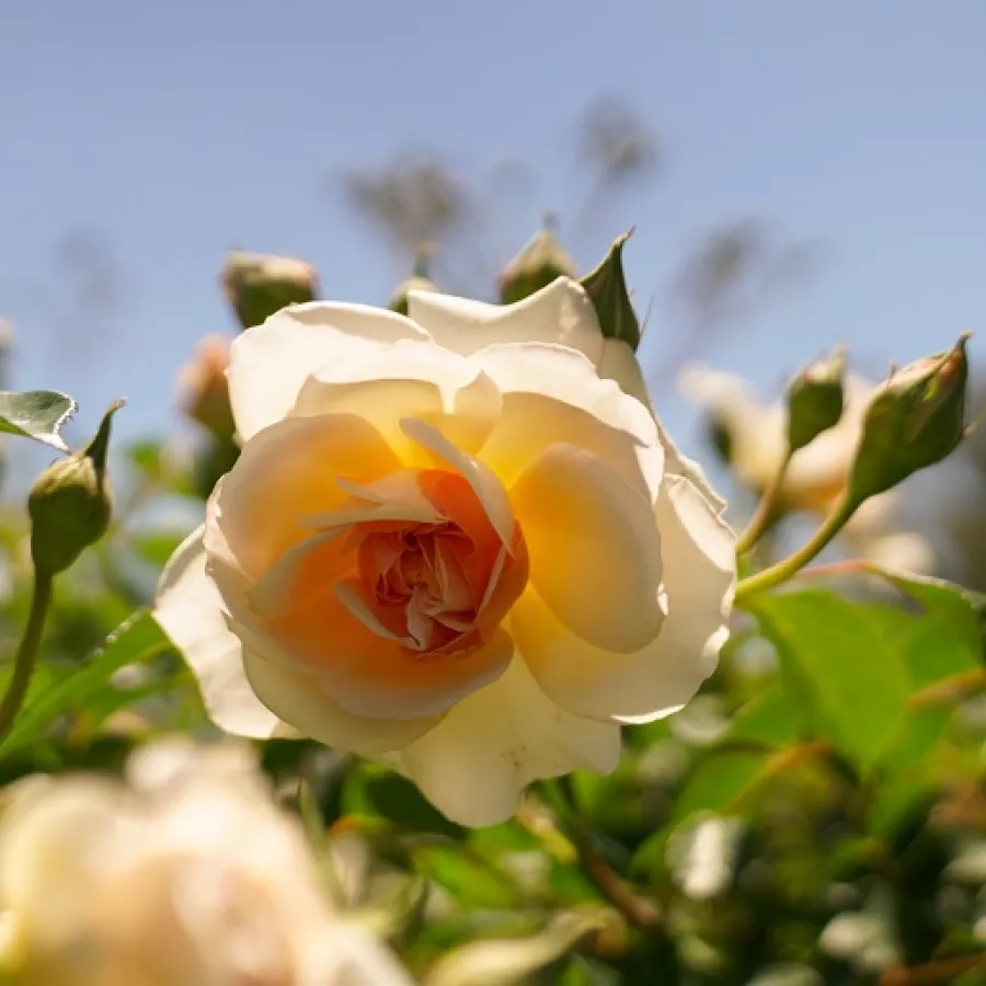 Rozetasta - Roza - Ausmoon - vrtnice online