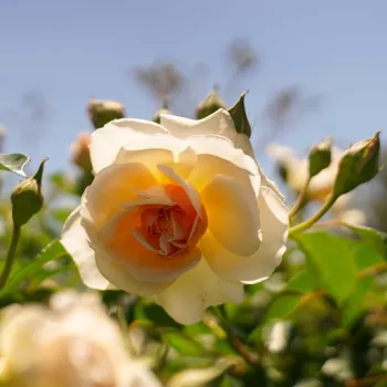 Rosa Ausmoon - sárga - angol rózsa