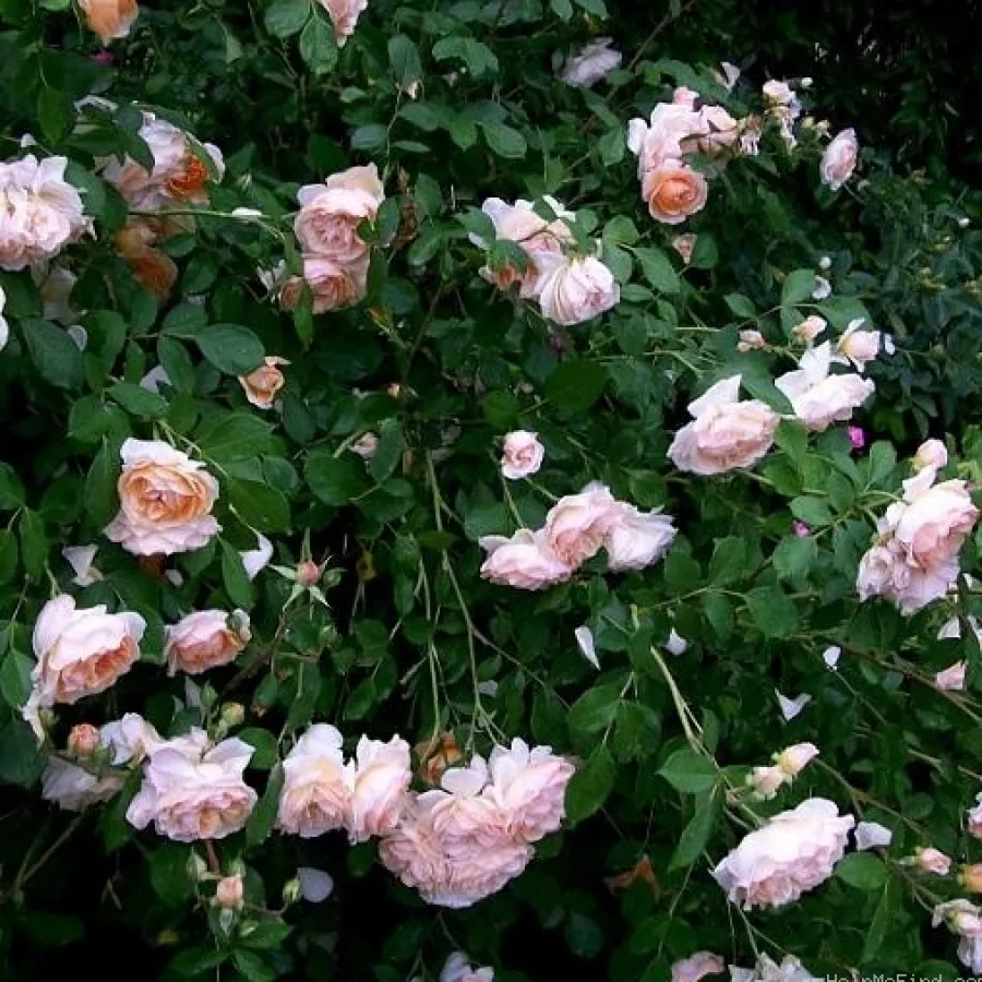 šopast - Roza - Ausmoon - vrtnice online