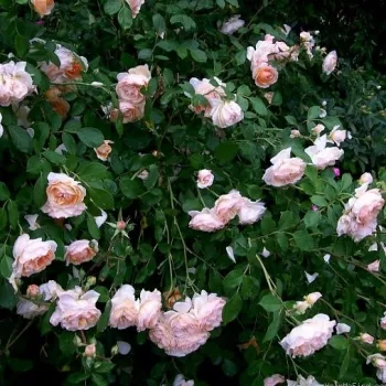 Sárga - angol rózsa - intenzív illatú rózsa - tea aromájú