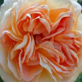 Online rózsa vásárlás - sárga - angol rózsa - intenzív illatú rózsa - Ausmoon - (120-150 cm)