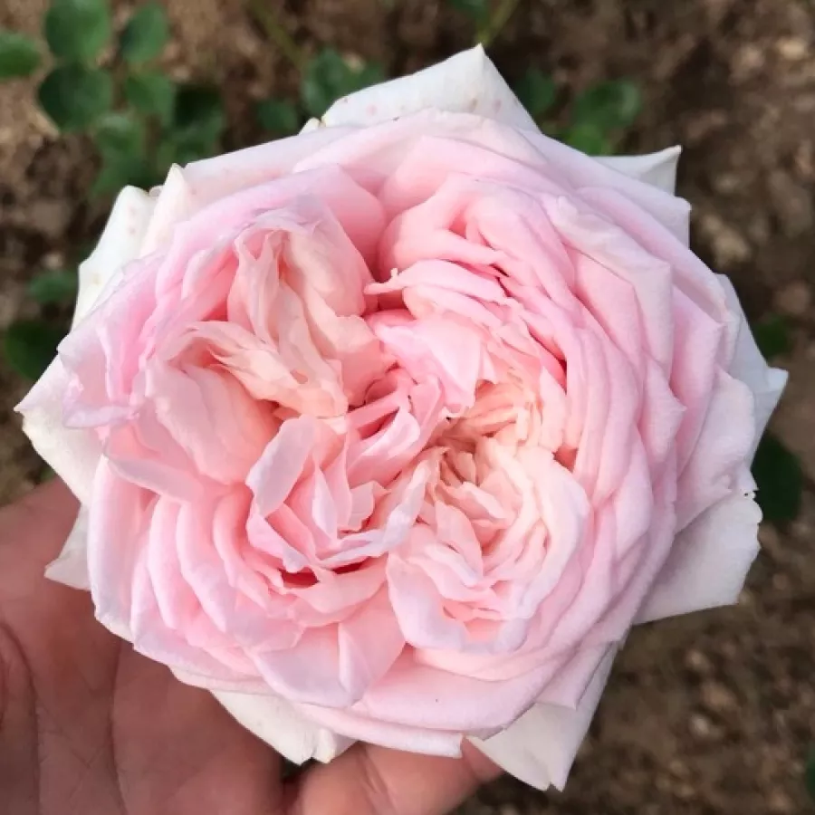 Różowy - Róża - L'Oiseau Chanteur - róże sklep internetowy