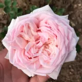 Rosa - nostalgische rose - rose mit diskretem duft - pfirsicharoma - Rosa L'Oiseau Chanteur - rosen online kaufen