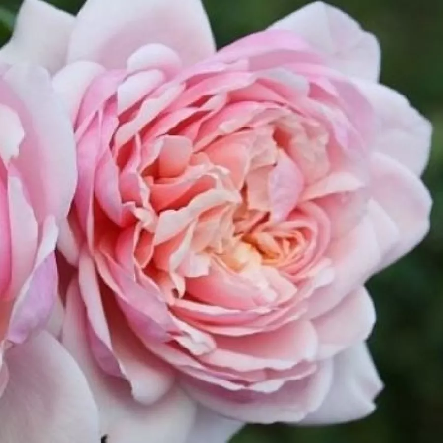 Nostalgična vrtnica - Roza - L'Oiseau Chanteur - vrtnice - proizvodnja in spletna prodaja sadik