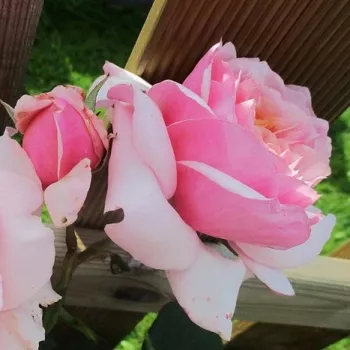 Rosa L'Oiseau Chanteur - roza - nostalgična vrtnica