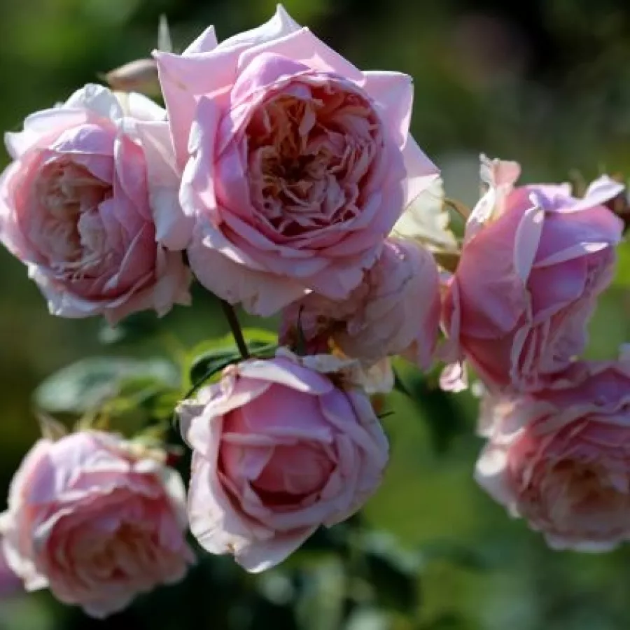 Tömvetelt virágú - Rózsa - L'Oiseau Chanteur - online rózsa vásárlás