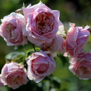 Világos rózsaszín - nosztalgia rózsa - diszkrét illatú rózsa - barack aromájú