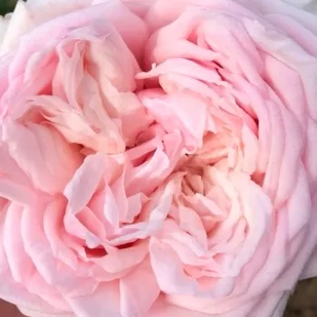 Narudžba ruža - rózsaszín - nosztalgia rózsa - diszkrét illatú rózsa - L'Oiseau Chanteur - (80-90 cm)