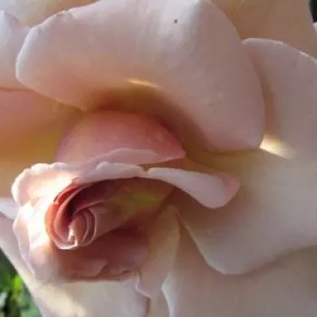 Rózsák webáruháza. - narancssárga - barna - teahibrid rózsa - Cafe au Lait™ - diszkrét illatú rózsa - damaszkuszi aromájú - (90-100 cm)