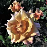 Ruža čajevke - narančasto - smeđa - diskretni miris ruže - Rosa Cafe au Lait™ - Narudžba ruža