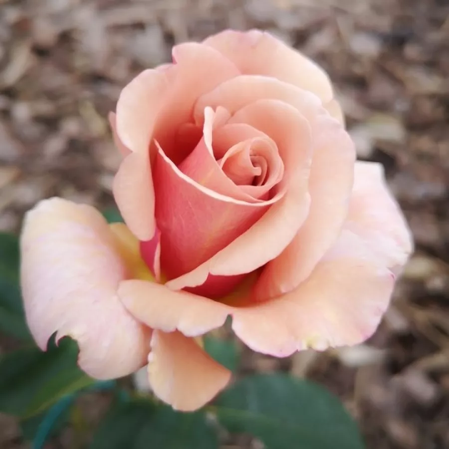 Arancione - marrone - Rosa - Cafe au Lait™ - Produzione e vendita on line di rose da giardino