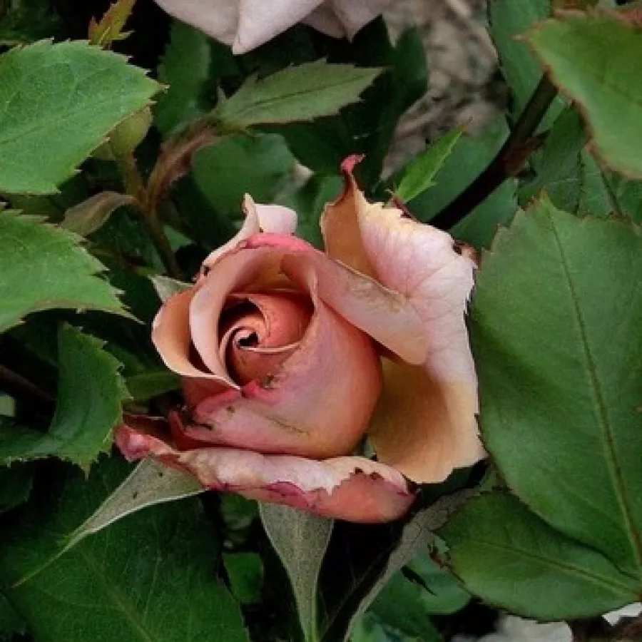 Diszkrét illatú rózsa - Rózsa - Cafe au Lait™ - Online rózsa rendelés