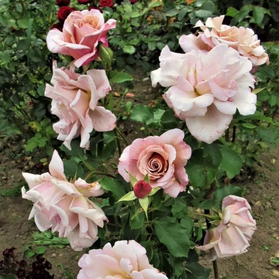 SIMcafee - Rosa - Cafe au Lait™ - Produzione e vendita on line di rose da giardino