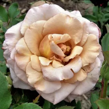 Rózsa kertészet - teahibrid rózsa - narancssárga - barna - diszkrét illatú rózsa - damaszkuszi aromájú - Cafe au Lait™ - (90-100 cm)