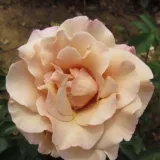 Oranžna - rjava - drevesne vrtnice - Rosa Cafe au Lait™ - Diskreten vonj vrtnice