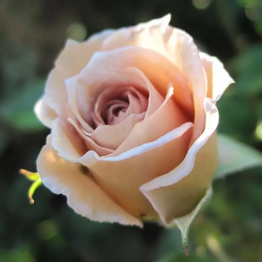 Róża pienna - Róże pienne - z kwiatami hybrydowo herbacianymi - Róża - Cafe au Lait™ - 
