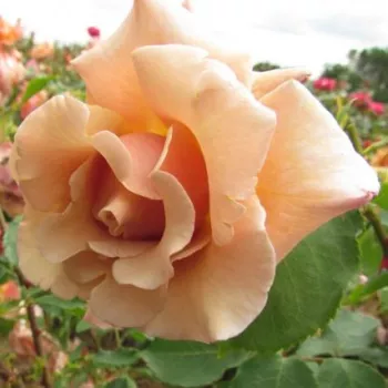 Máslová se žlutým středem - stromkové růže - Stromkové růže s květmi čajohybridů