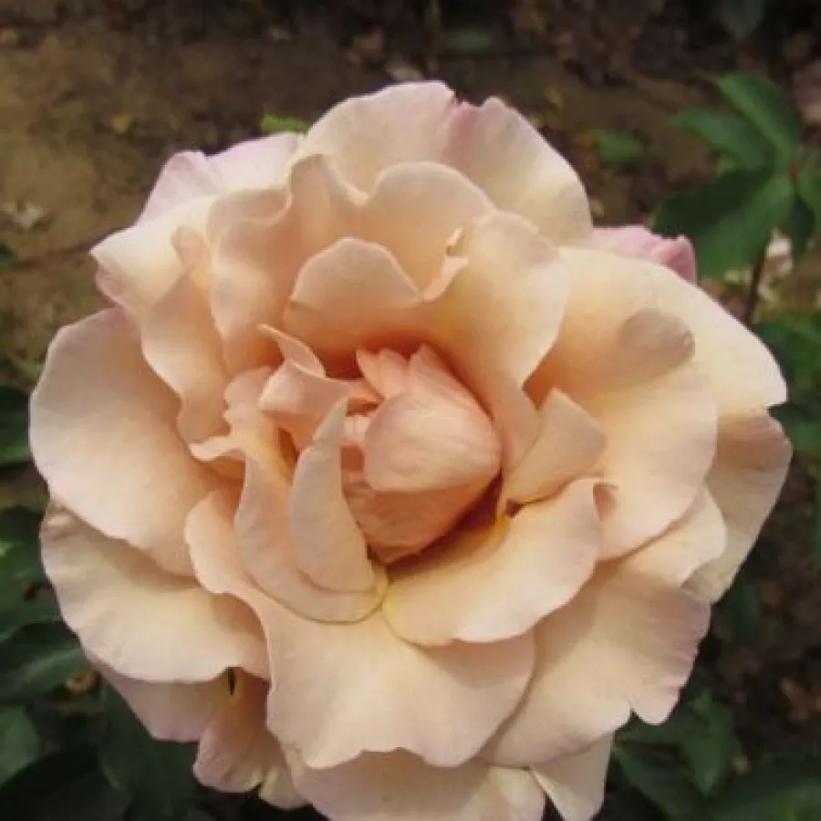 Trandafir cu parfum discret - Trandafiri - Cafe au Lait™ - comanda trandafiri online