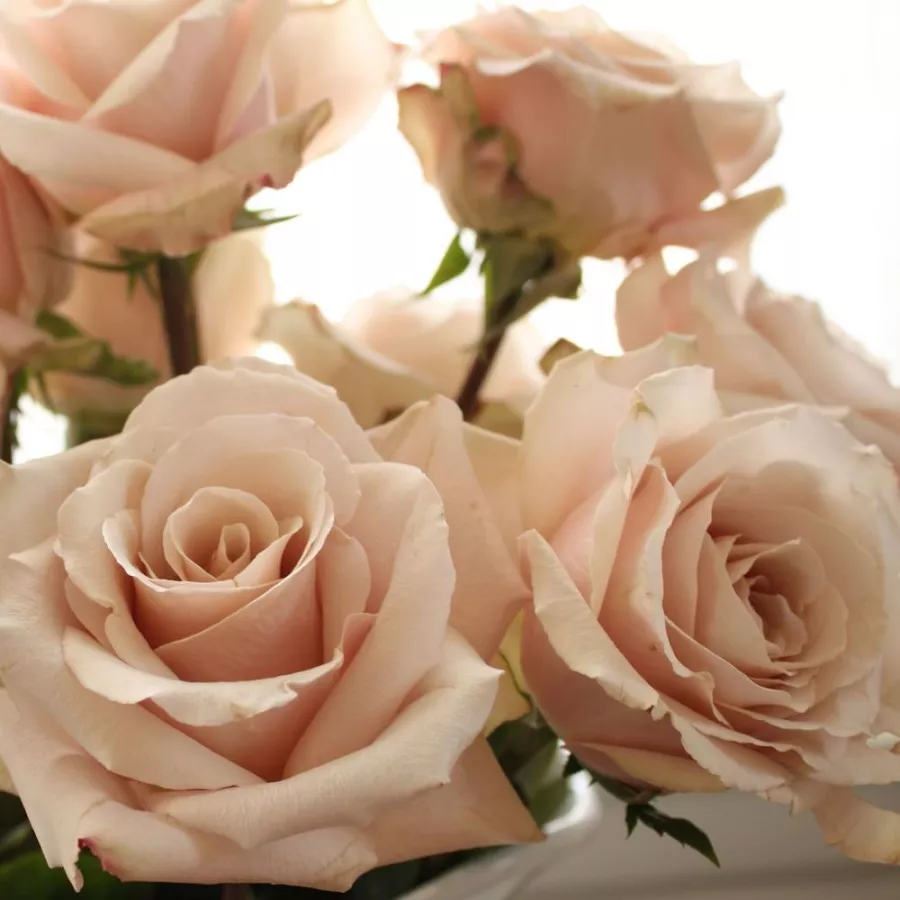 Trandafiri hibrizi Tea - Trandafiri - Cafe au Lait™ - comanda trandafiri online
