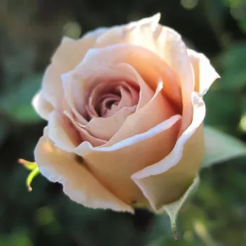 Rosa Cafe au Lait™ - oranžna - rjava - Vrtnica čajevka