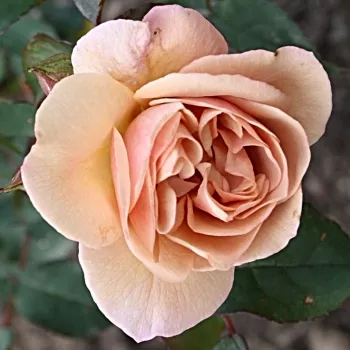 LAIKA – hellbraune Beet-Floribunda-Rose - Reister