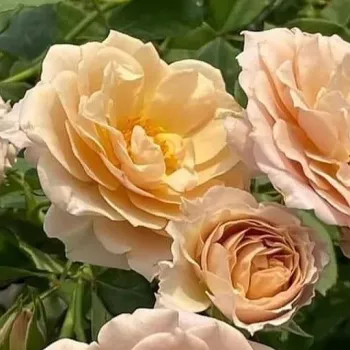 Feine, hellkaffeebraune Blütenblätter, die im kühlen Licht leicht ins Rosafarbene übergehen. - beetrose floribunda - stark duftende, gut wahrnehmbare rose - warm, würzig