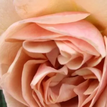 Der rosen-webshop. - hellbraun - stark duftende, gut wahrnehmbare rose - Laika - beetrose floribunda - (120-150 cm)