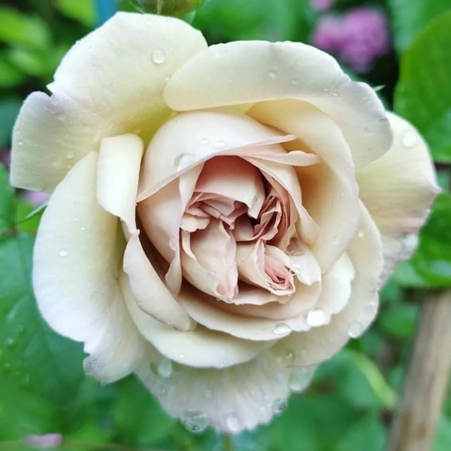 Róża o dyskretnym zapachu - Róża - Laika - sadzonki róż sklep internetowy - online