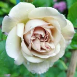 Rózsaszín - Rosa Laika - virágágyi floribunda rózsa - online rózsa vásárlás - diszkrét illatú rózsa - -