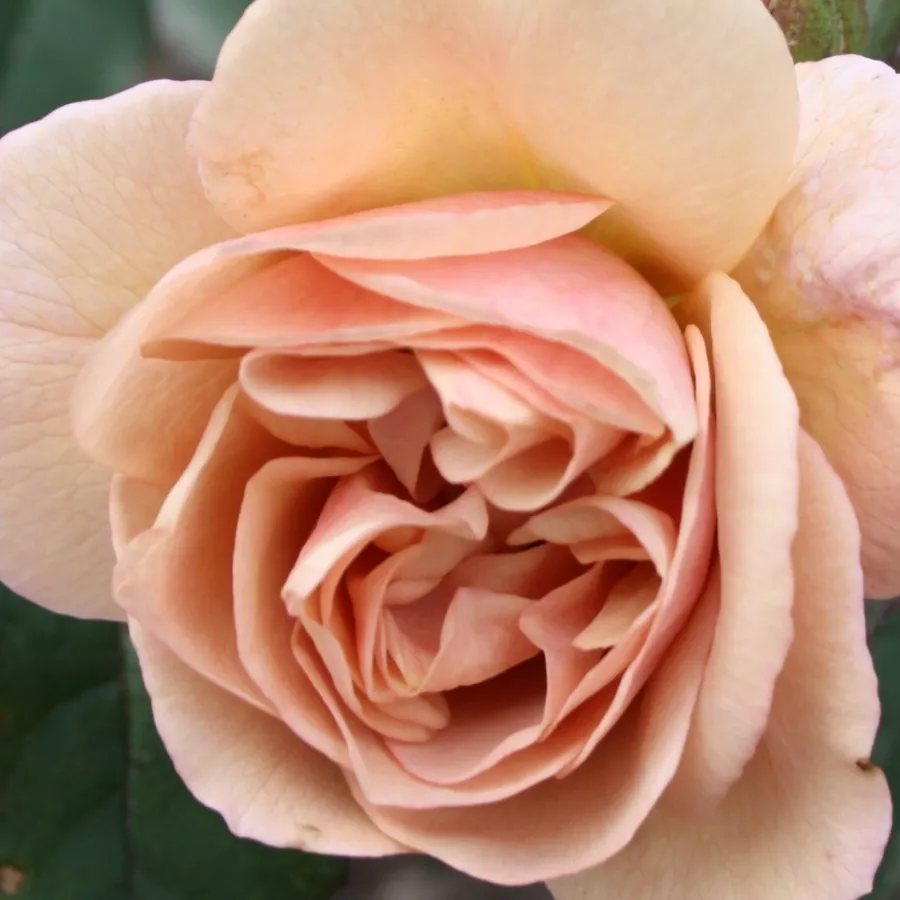 Beetrose floribundarose - Rosen - Laika - rosen online kaufen