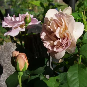 Rosa Laika - różowy - róża rabatowa floribunda