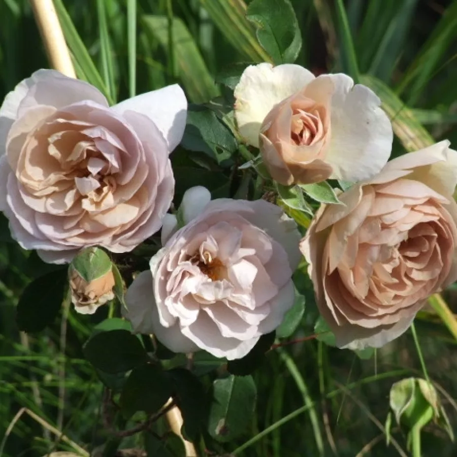 Telt virágú - Rózsa - Laika - online rózsa vásárlás