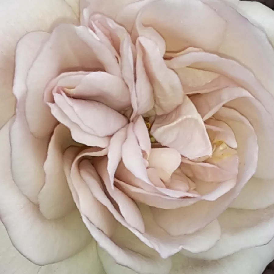 Bettina Reister - Roza - Laika - vrtnice online