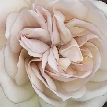 Nakup vrtnic na spletu - virágágyi floribunda rózsa - diszkrét illatú rózsa - Laika - rózsaszín - (60-80 cm)