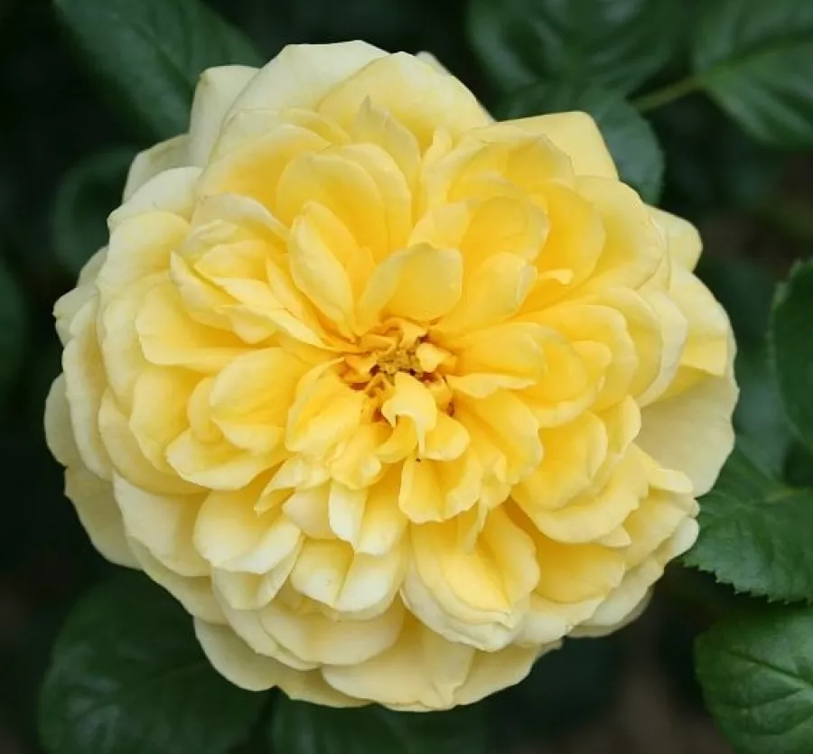 Virágágyi floribunda rózsa - Rózsa - Skeeter - online rózsa vásárlás