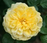 Sárga - Rosa Skeeter - virágágyi floribunda rózsa - online rózsa vásárlás - diszkrét illatú rózsa - -