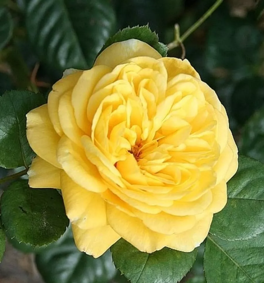 Ruža floribunda za gredice - Ruža - Skeeter - naručivanje i isporuka ruža