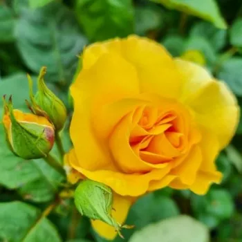Rosa Skeeter - żółty - róża rabatowa floribunda