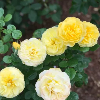 Citromsárga - virágágyi floribunda rózsa - diszkrét illatú rózsa - -