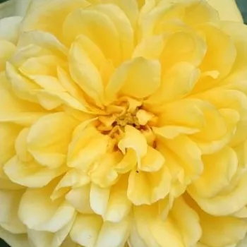 Rosen online kaufen - virágágyi floribunda rózsa - Skeeter - sárga - diszkrét illatú rózsa - (60-90 cm)