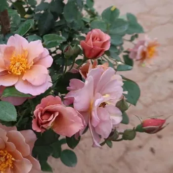 LAVENDER PINOCCHIO – lila Beetrose, Floribunda‑Rose - Boerner
