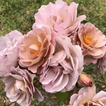 Die gleichmäßig mittelviolett getönten Blütenblätter werden durch einen zarten rosafarbenen Hauch gemildert. - beetrose floribunda - mild, diskret duftende rose - feiner, klassisch-rosiger charakter