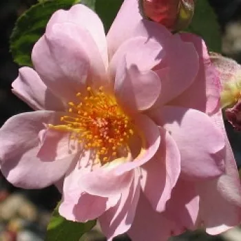 Rosen Online Gärtnerei - lila - mild, diskret duftende rose - Lavender Pinocchio - beetrose floribunda - (100-140 cm)