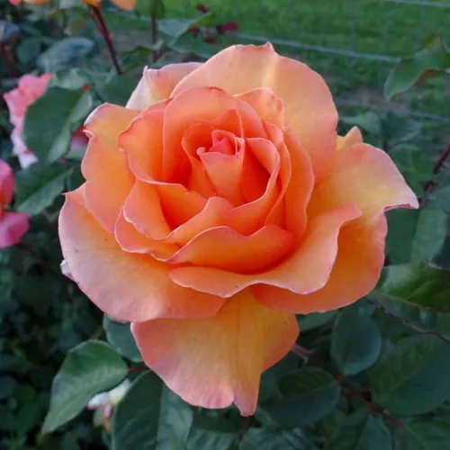 Doris Tysterman