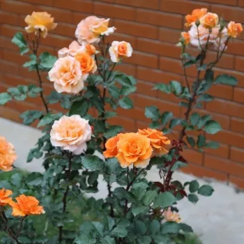 Élénk narancs árnyalatú. - teahibrid rózsa - enyhe, visszafogott illatú rózsa - finoman édeskés aromájú